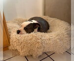 Small #33 American Staffordshire Terrier Mix