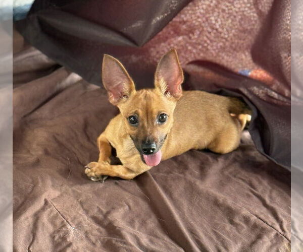 Medium Photo #5 Chihuahua-Unknown Mix Puppy For Sale in Raleigh, NC, USA