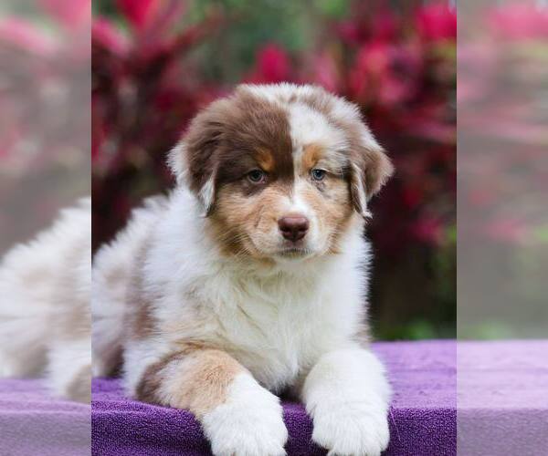 Medium Photo #1 Australian Shepherd Puppy For Sale in APOPKA, FL, USA