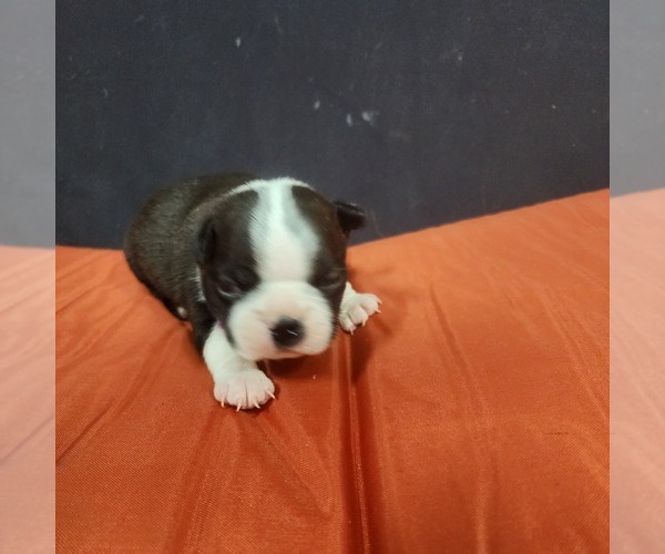 Medium Photo #12 Boston Terrier Puppy For Sale in AFTON, WY, USA