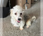 Small Poodle (Miniature) Mix