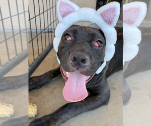 Mastiff Dogs for adoption in Goodyear, AZ, USA