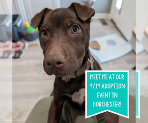 Mutt Dogs for adoption in Boston, MA, USA