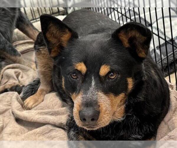 Medium Photo #2 Australian Cattle Dog Puppy For Sale in Santa Barbara, CA, USA