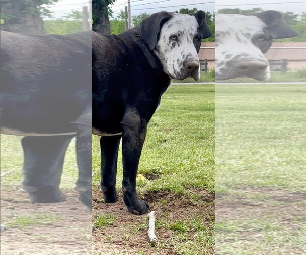 Medium Photo #4 Catahoula Leopard Dog-Great Dane Mix Puppy For Sale in Alexander, AR, USA