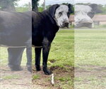 Small #3 Catahoula Leopard Dog-Great Dane Mix