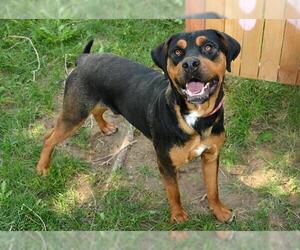 Rottweiler-Unknown Mix Dogs for adoption in West Valley, UT, USA