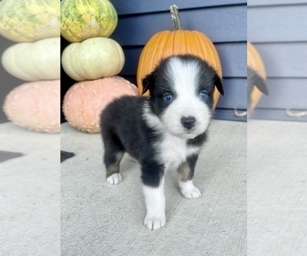 Medium Photo #9 Australian Shepherd Puppy For Sale in LODA, IL, USA