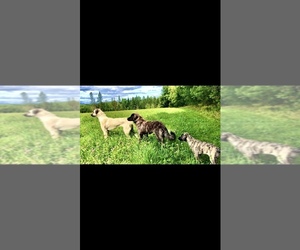 Anatolian Shepherd Puppy for sale in ORLEANS, VT, USA