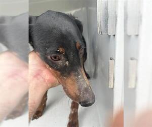 Doberman Pinscher Dogs for adoption in Houston, TX, USA