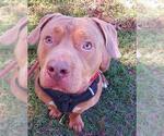 Small Basset Hound-Mastiff Mix