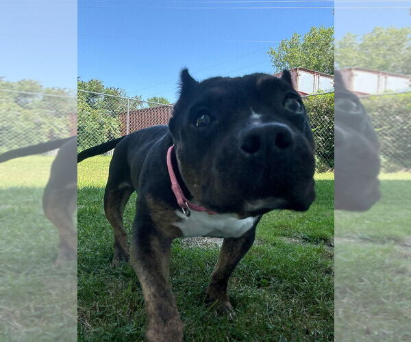 Medium Photo #8 Bullmastiff-Unknown Mix Puppy For Sale in Muskegon, MI, USA