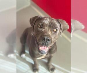 Mutt Dogs for adoption in Visalia, CA, USA