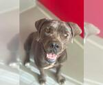 *ISLA - Female Mutt Dog for Adoption - Small photo