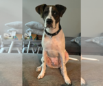 Small #8 American Bulldog Mix