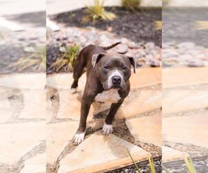 Dorian-Diamond Dog! $75 Adoption Fee! - Male Olde Bulldog Dog for Adoption - Photo #10