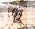 Small Photo #10 Olde Bulldog Puppy For Sale in Rockwall, TX, USA