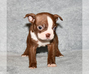 Medium Boston Terrier