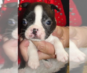 Boston Terrier Puppy for sale in CRKD RVR RNCH, OR, USA
