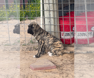 Fila Brasileiro Puppy for sale in ROSHARON, TX, USA