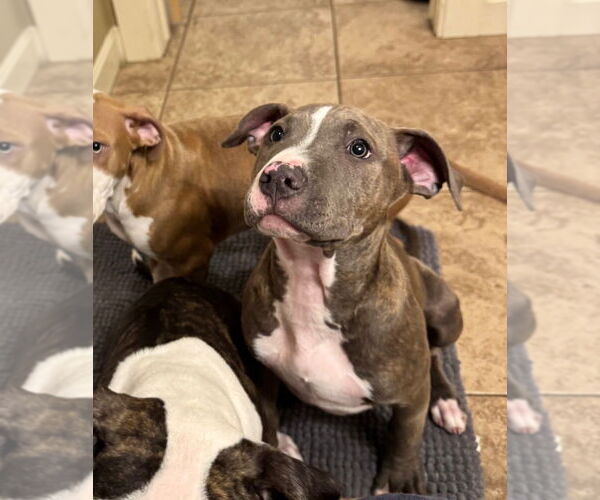 Medium Photo #7 American Pit Bull Terrier Puppy For Sale in Claremore, OK, USA