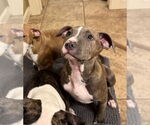 Small #6 American Pit Bull Terrier