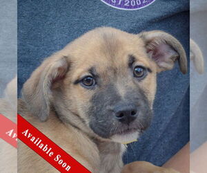 American Staffordshire Terrier-Pomeranian Mix Dogs for adoption in Huntley, IL, USA