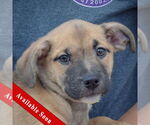Small American Staffordshire Terrier-Pomeranian Mix