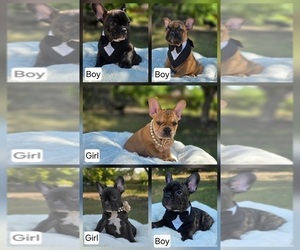 French Bulldog Litter for sale in SAN ANTONIO, TX, USA