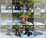 Small French Bulldog