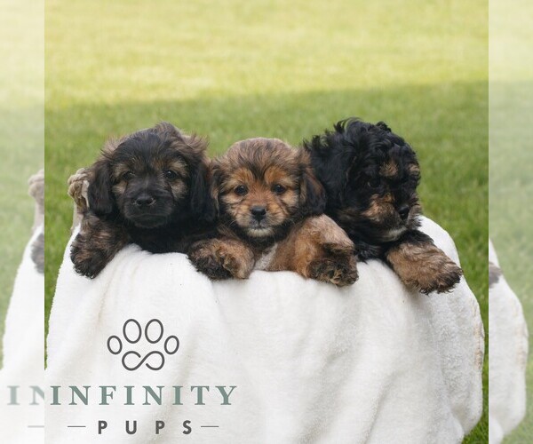 Medium Photo #2 ShihPoo Puppy For Sale in GORDONVILLE, PA, USA