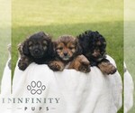 Small #1 ShihPoo