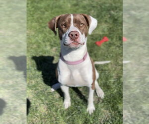 Mutt Dogs for adoption in Bemidji, MN, USA