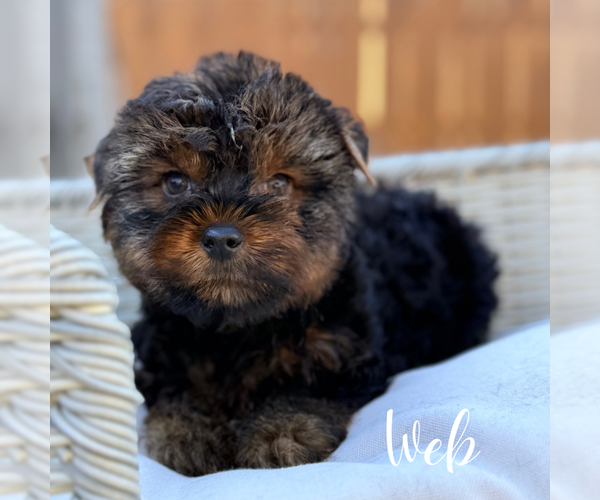 Medium Photo #12 Yorkshire Terrier Puppy For Sale in ADDISON, IL, USA