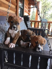 Boxer Puppy for sale in FLORISSANT, CO, USA