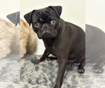 Small #4 Pug