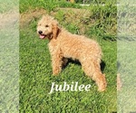 Small Photo #21 Goldendoodle (Miniature) Puppy For Sale in REED CITY, MI, USA