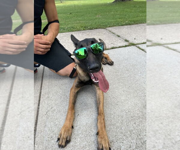 Medium Photo #3 Mutt Puppy For Sale in Imlay City, MI, USA