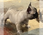Small Photo #14 French Bulldog Puppy For Sale in BOLIVAR, MO, USA