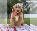 Small Photo #19 Goldendoodle Puppy For Sale in FROSTPROOF, FL, USA
