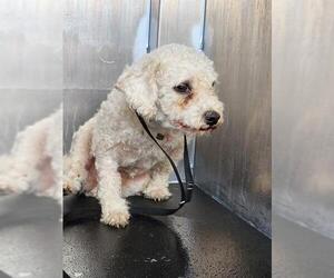 Poodle (Miniature) Dogs for adoption in San Antonio, TX, USA