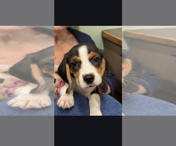 Medium Photo #1 Beagle Puppy For Sale in Wheaton, IL, USA