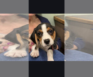 Beagle Dogs for adoption in Wheaton, IL, USA