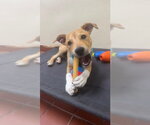 Small #1 Labrador Retriever Mix
