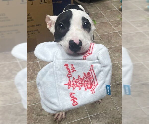 Medium Photo #3 American Pit Bull Terrier-Unknown Mix Puppy For Sale in Augusta, GA, USA