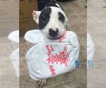 Small #2 American Pit Bull Terrier Mix
