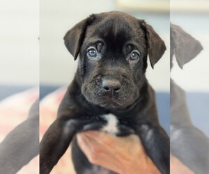 Charlotte's Puppy Charlie - Male Labrador Retriever-Unknown Mix Dog for Adoption - Photo #2