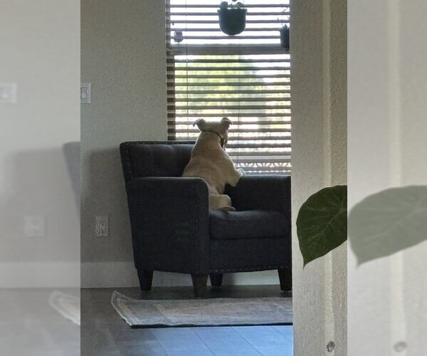 Medium Photo #4 American Pit Bull Terrier-Unknown Mix Puppy For Sale in Chandler, AZ, USA