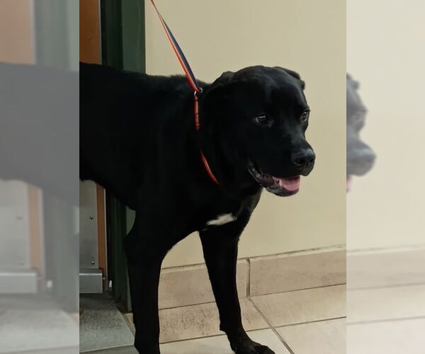 Medium Photo #5 Labrador Retriever-Unknown Mix Puppy For Sale in Virginia Beach, VA, USA