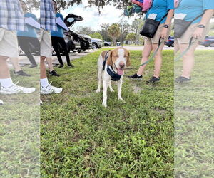 Medium American Foxhound